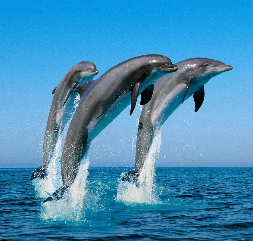 красивое фото дельфина